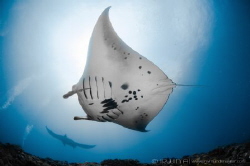 R A Y
Reef manta ray (Mobulidae)
Nusa Penida, Indonesia. by Irwin Ang 